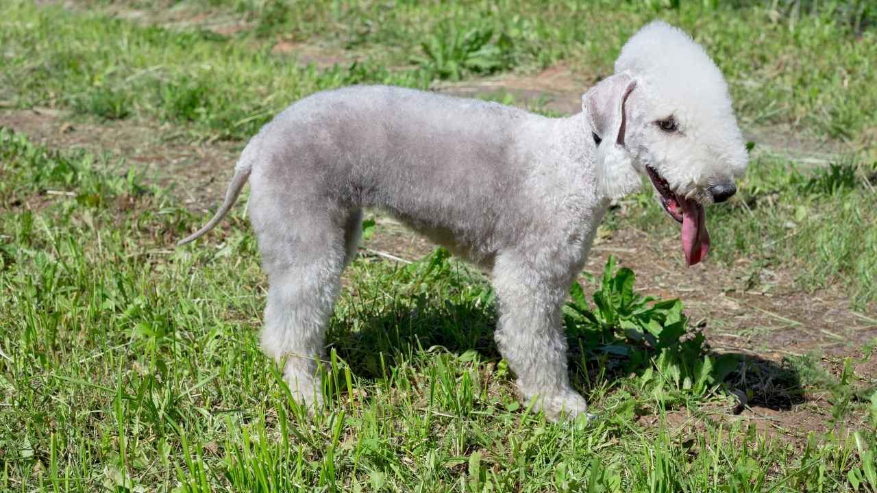 Bedlington Terrier