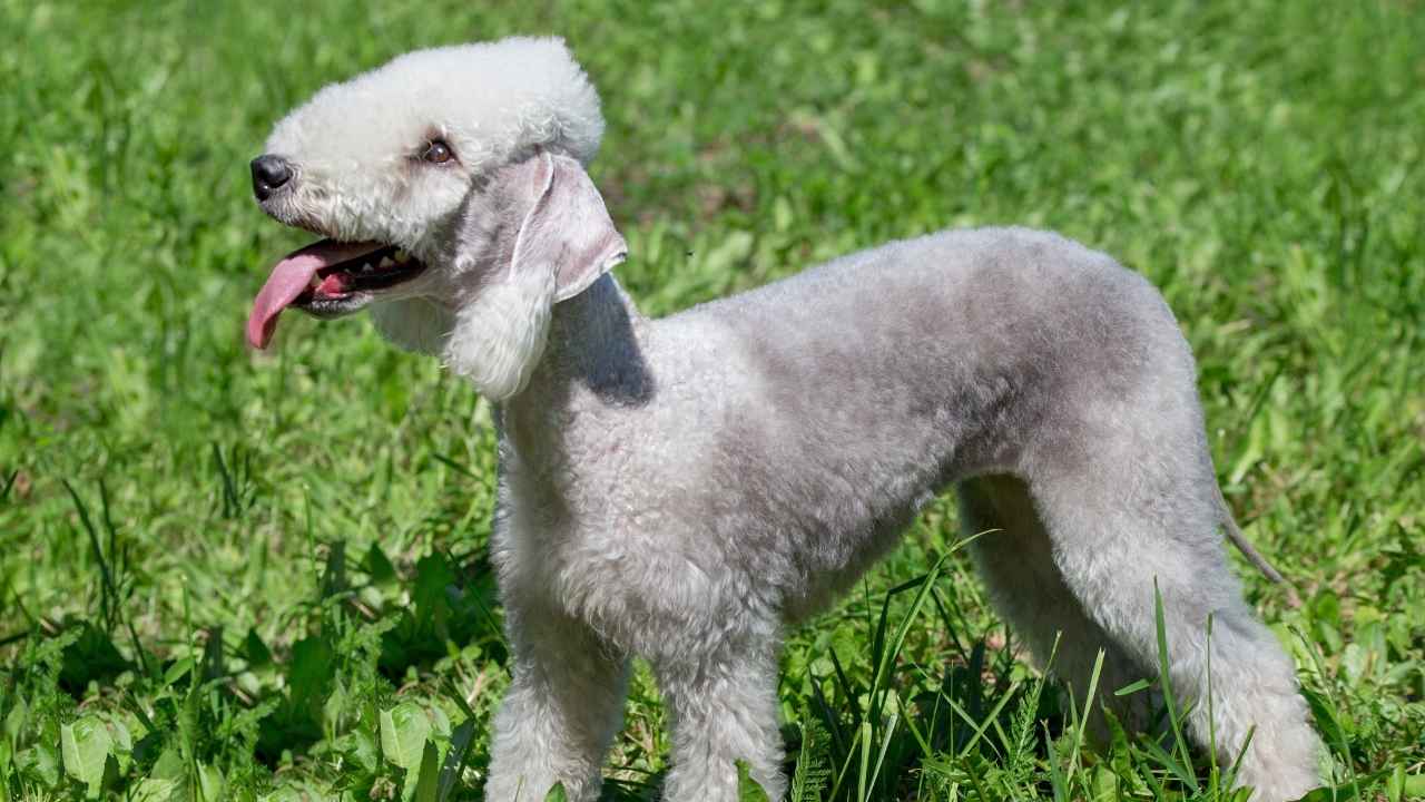 Bedlington Terrier