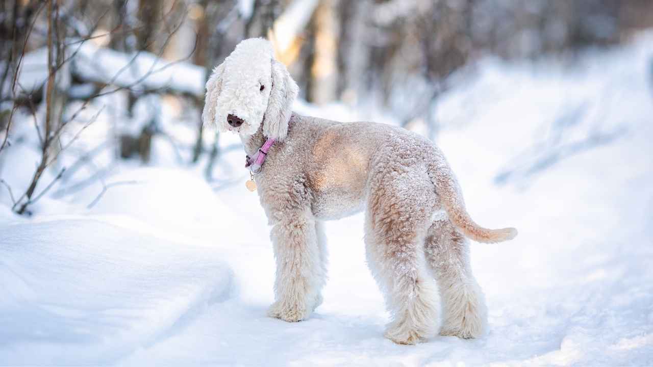 Bedlington Terrier