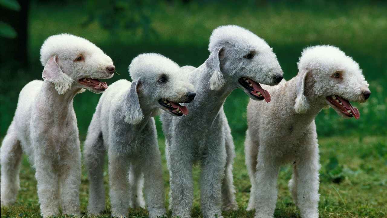 Bedlington Terrier