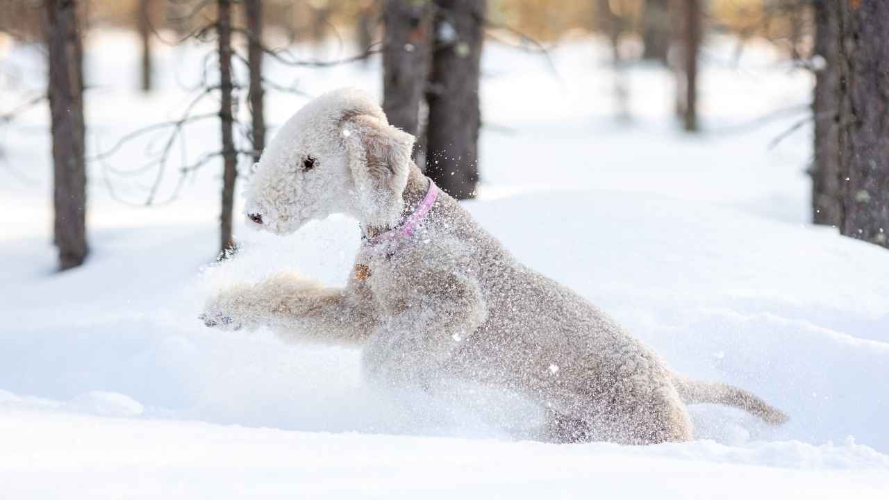 Bedlington Terrier