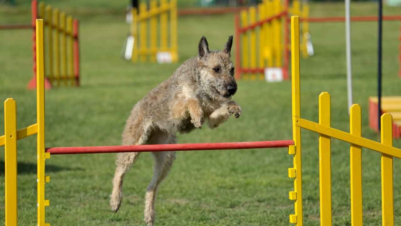 Belgian Laekenois