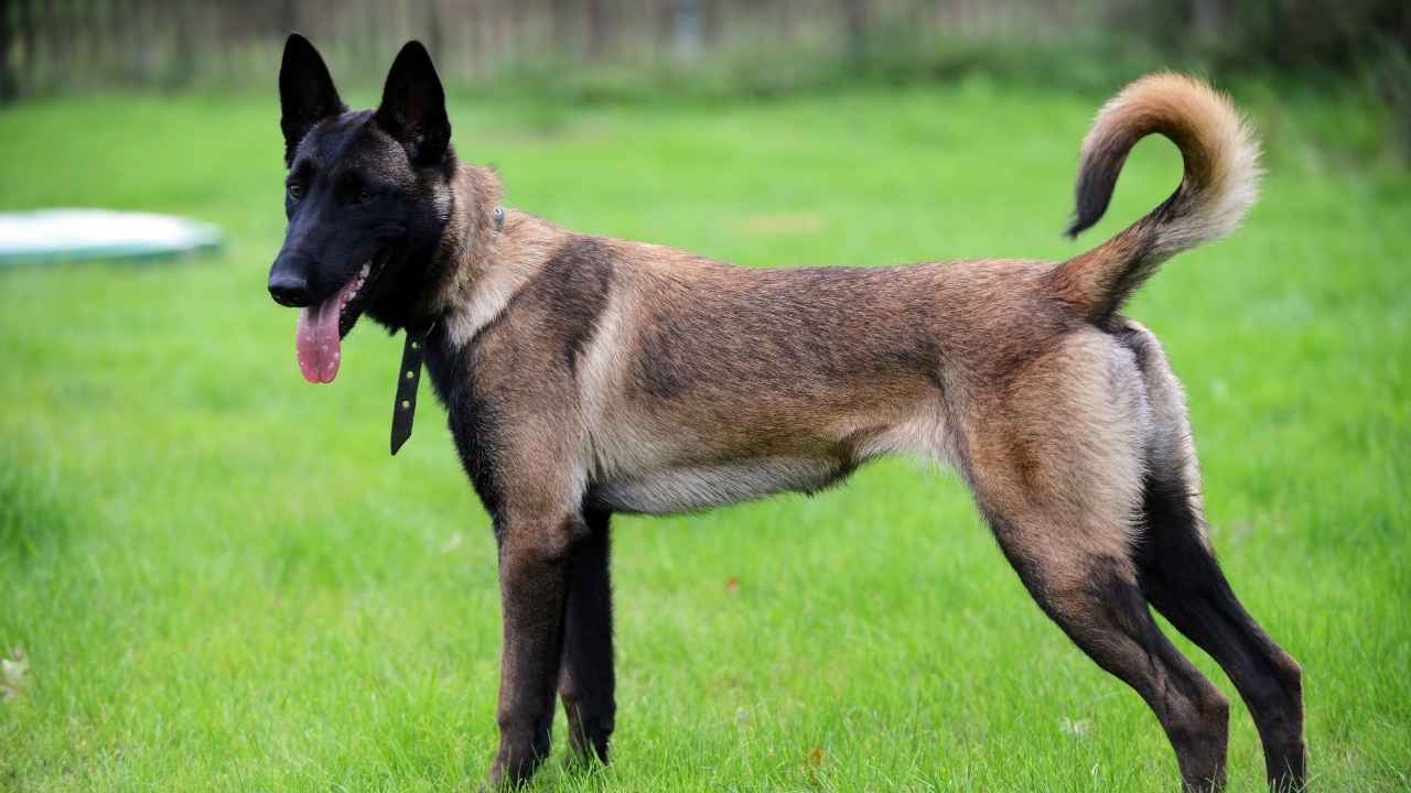 Belgian Malinois