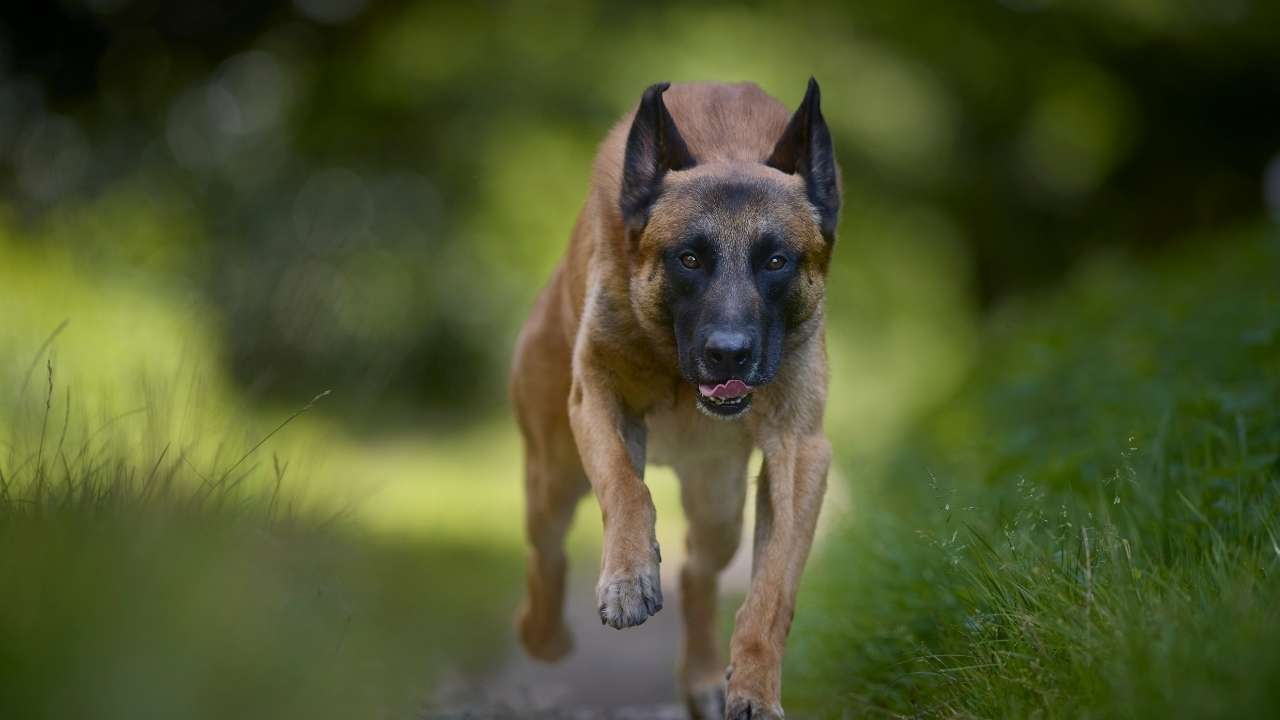 Belgian Malinois