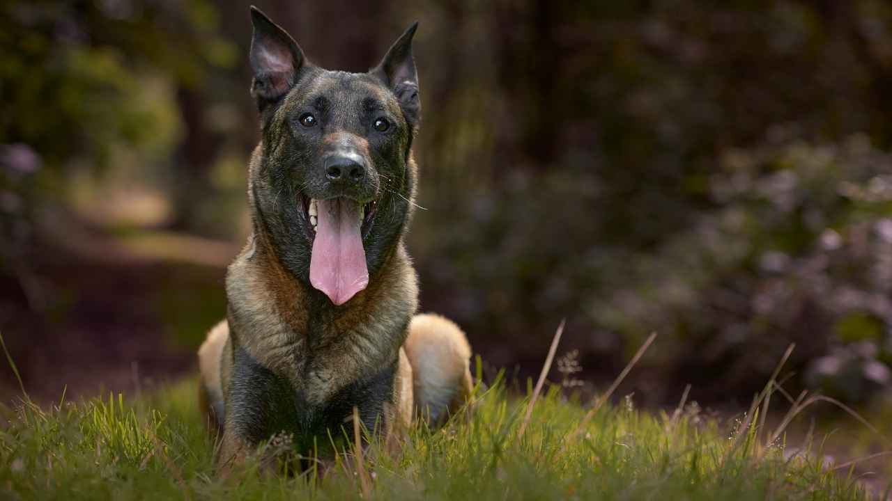 Belgian Malinois