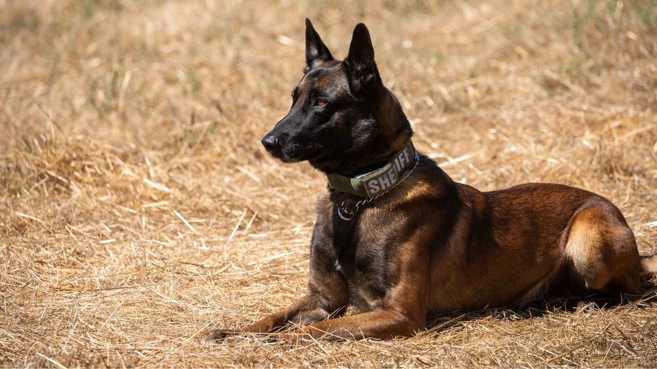 Belgian Malinois