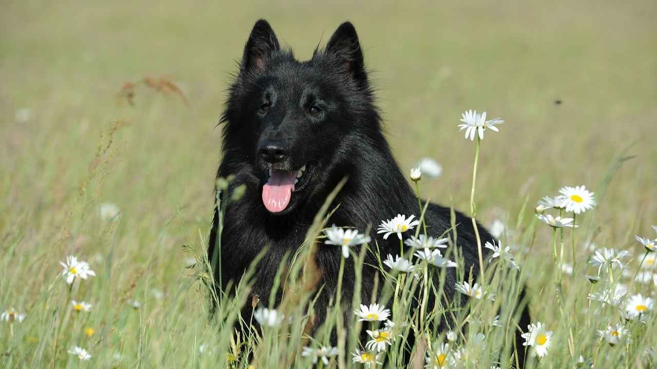 Belgian Sheepdog