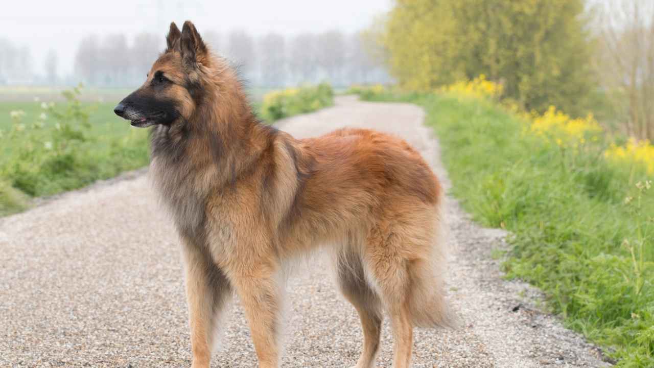 Belgian Tervuren