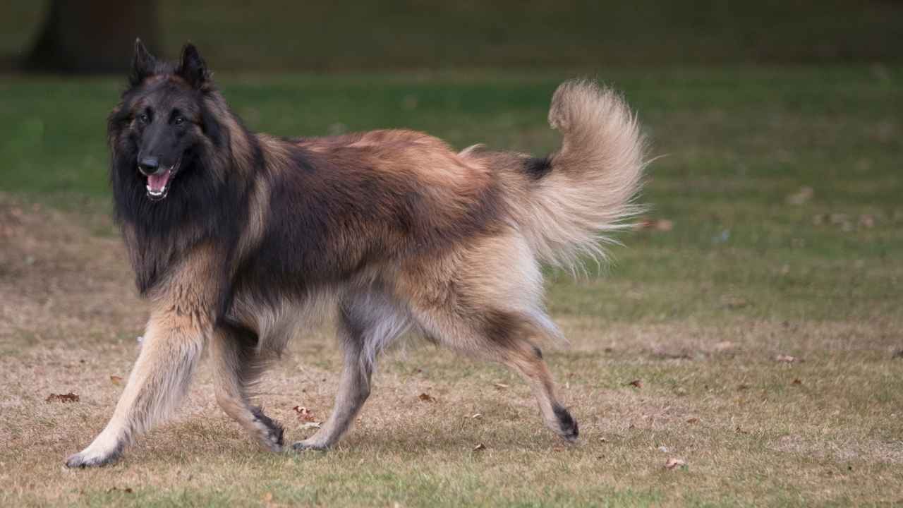 Belgian Tervuren