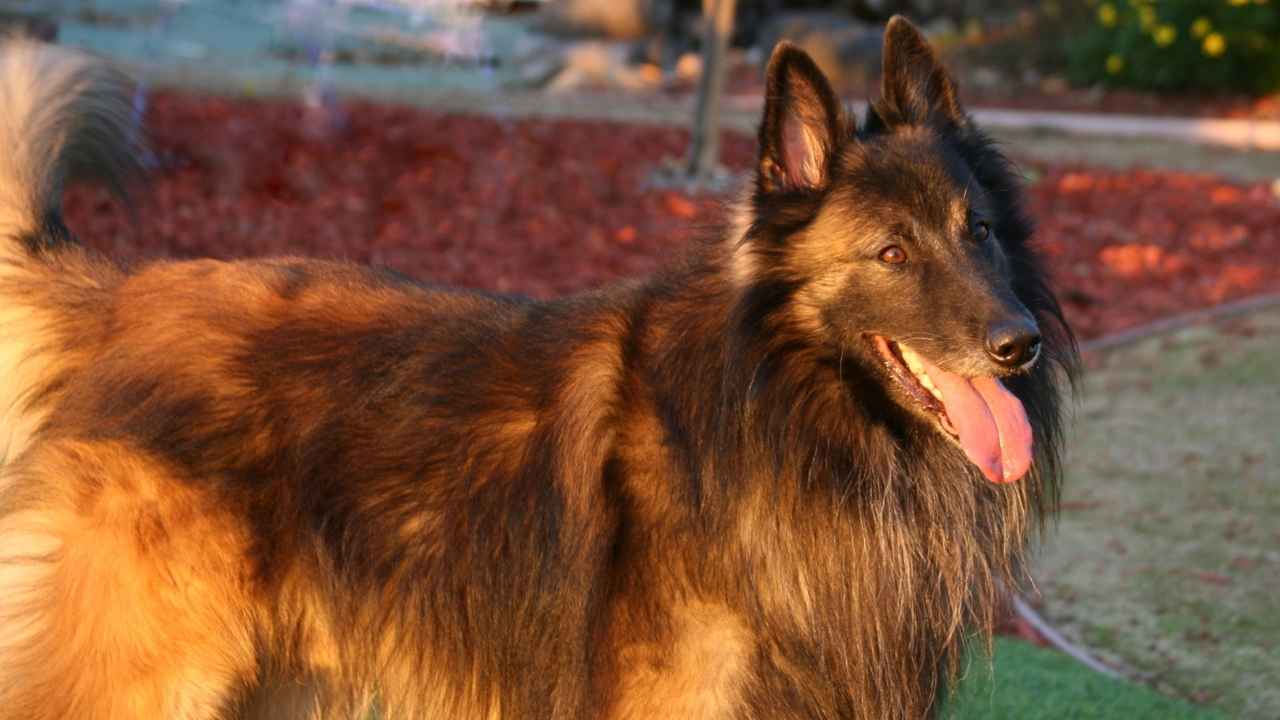 Belgian Tervuren