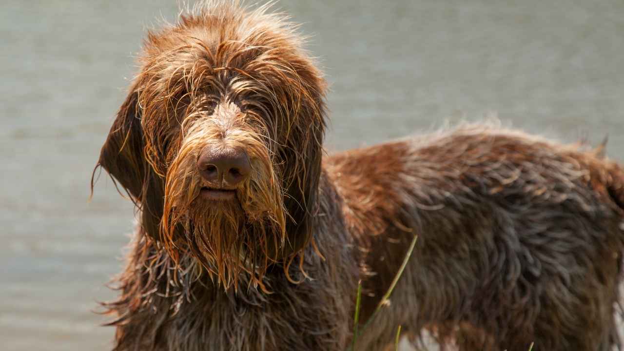 Bergamasco Sheepdog