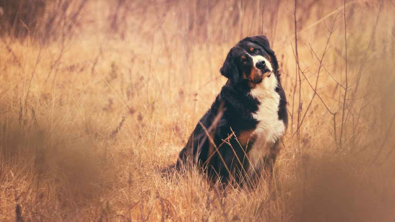 Bernese Mountain Dog