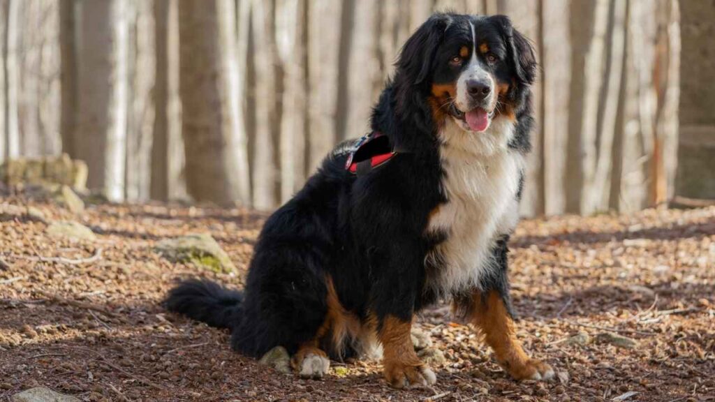 Bernese Mountain Dog