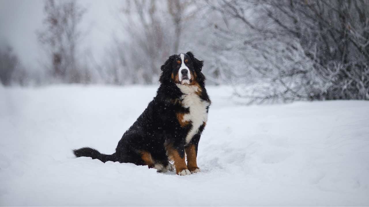 Bernese Mountain Dog