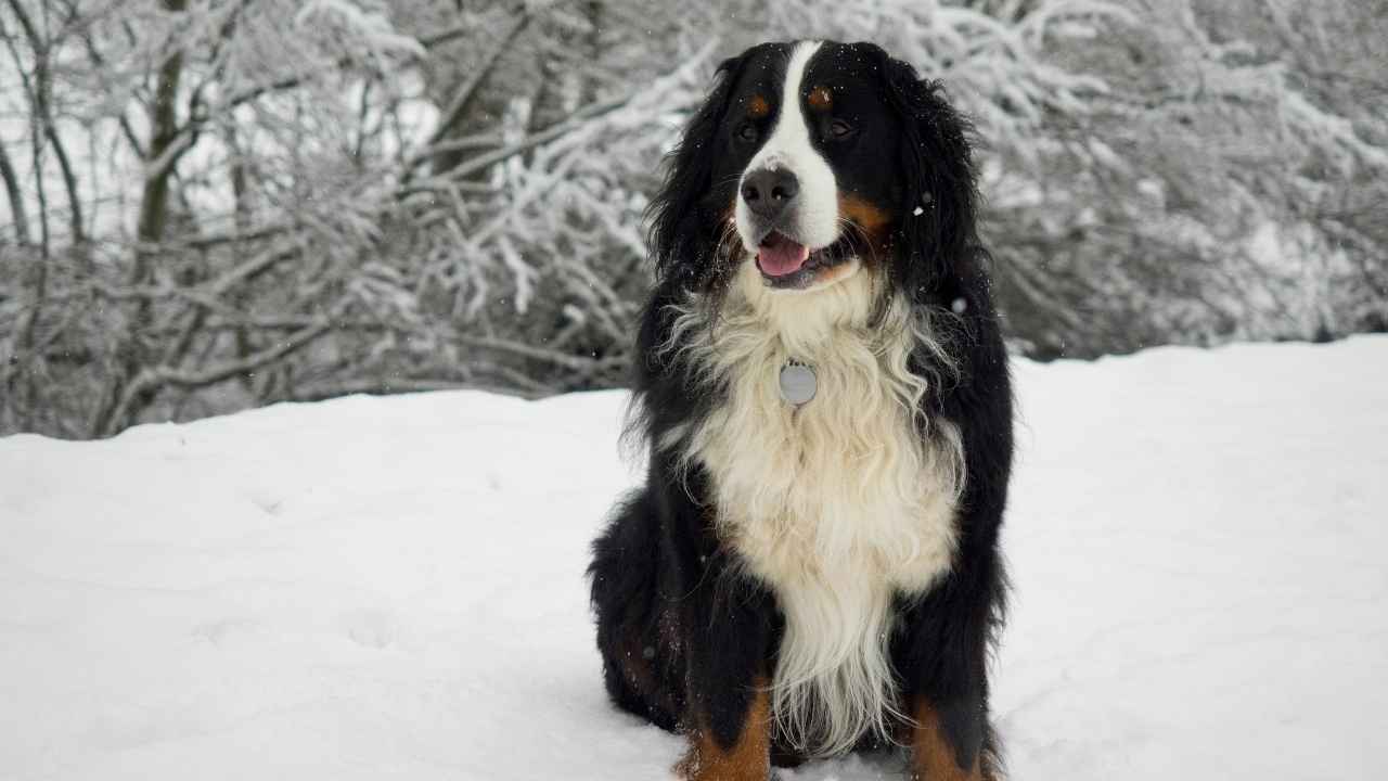 Bernese Mountain Dog