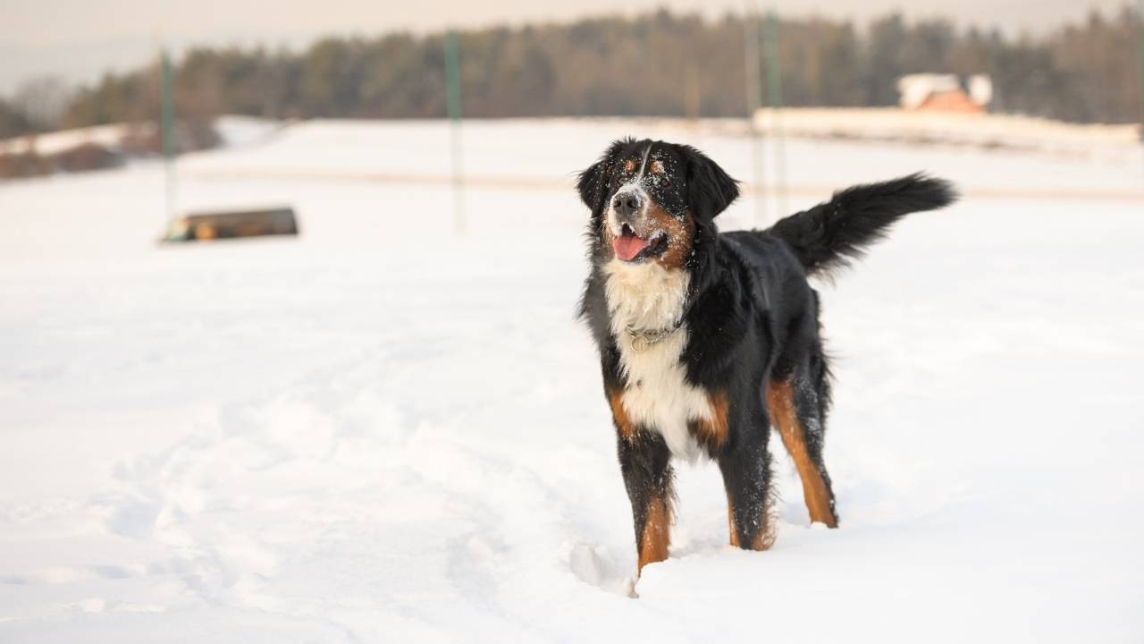 Bernese Mountain Dog