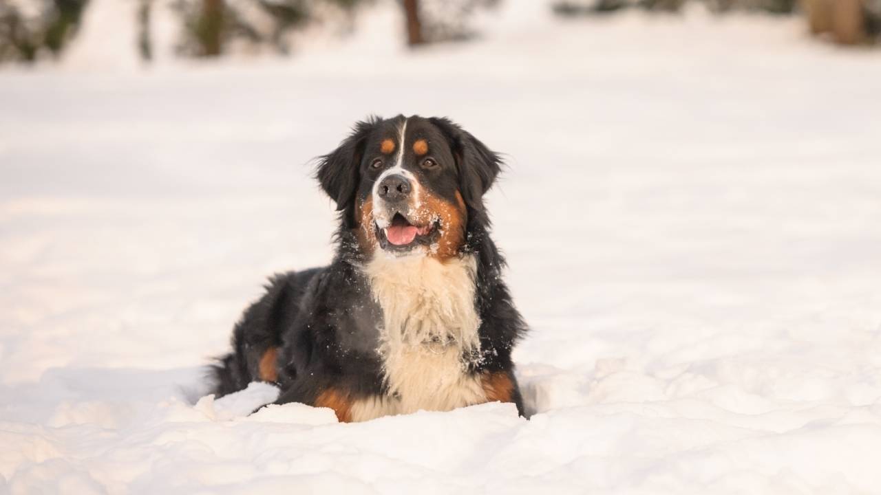 Bernese Mountain Dog