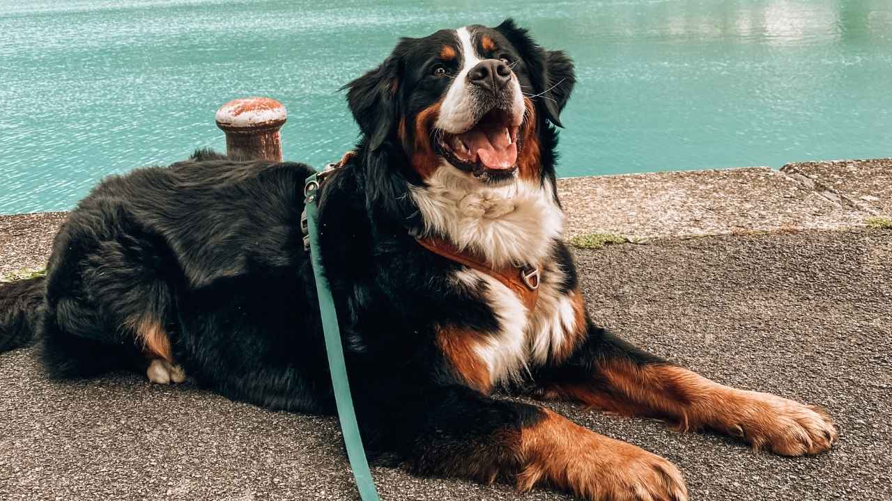 Bernese Mountain Dog