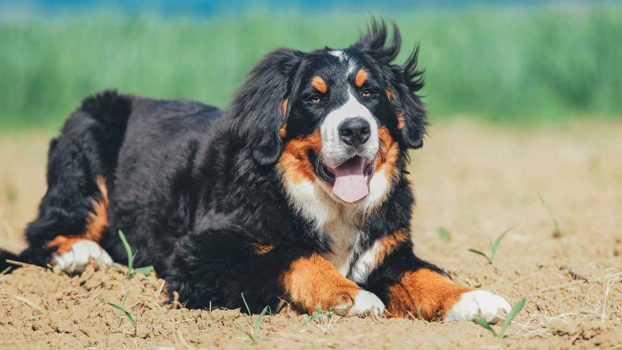 Bernese Mountain Dog