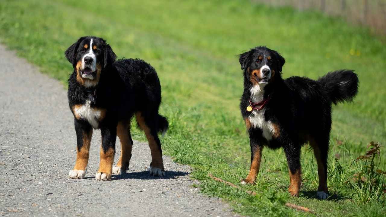 Bernese Mountain Dog