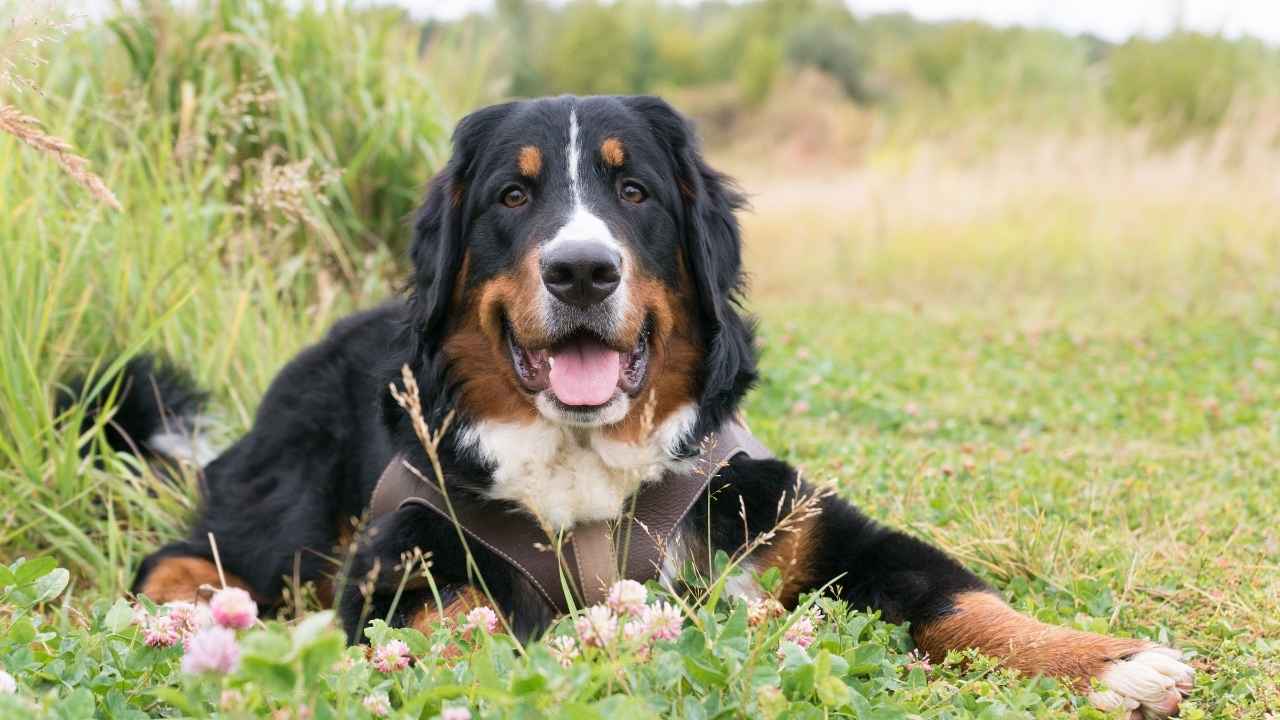 Bernese Mountain Dog