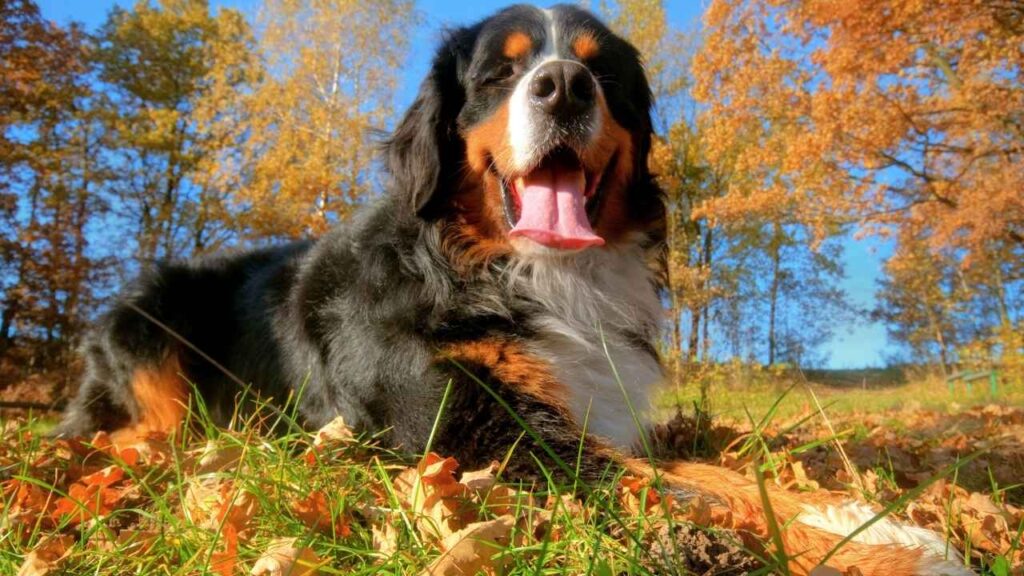 Bernese Mountain Dog