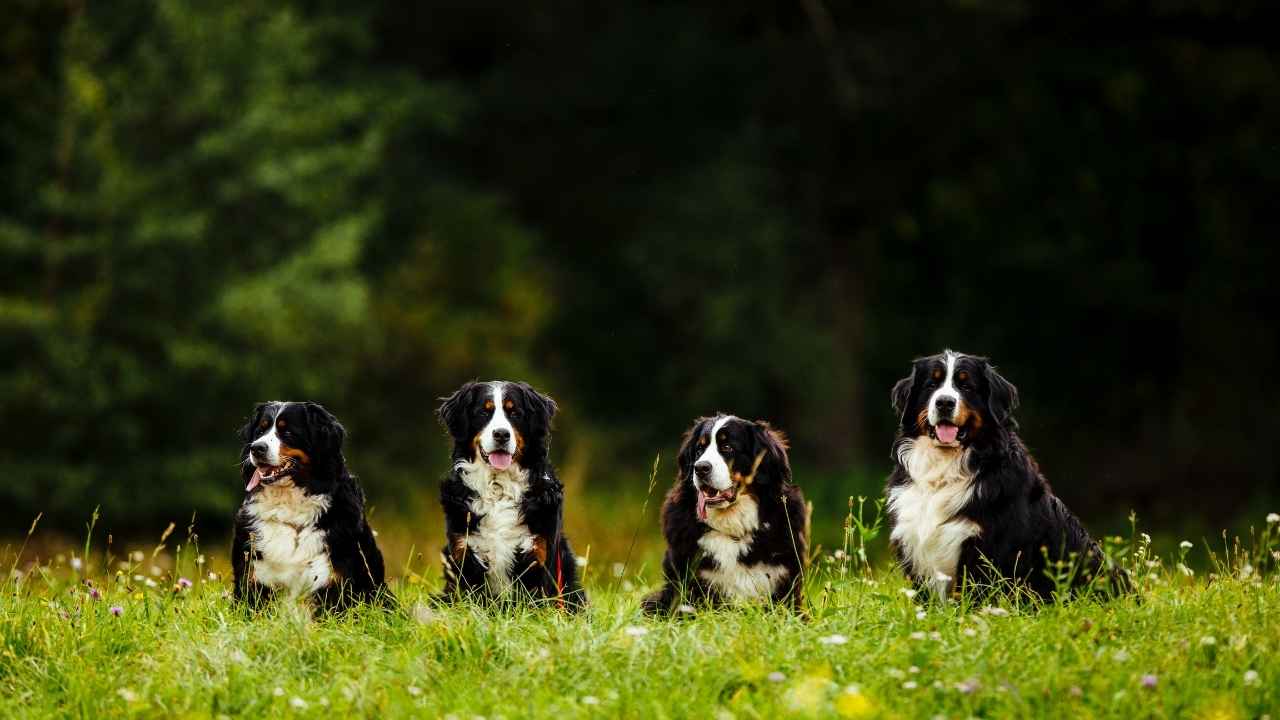 Bernese Mountain Dog