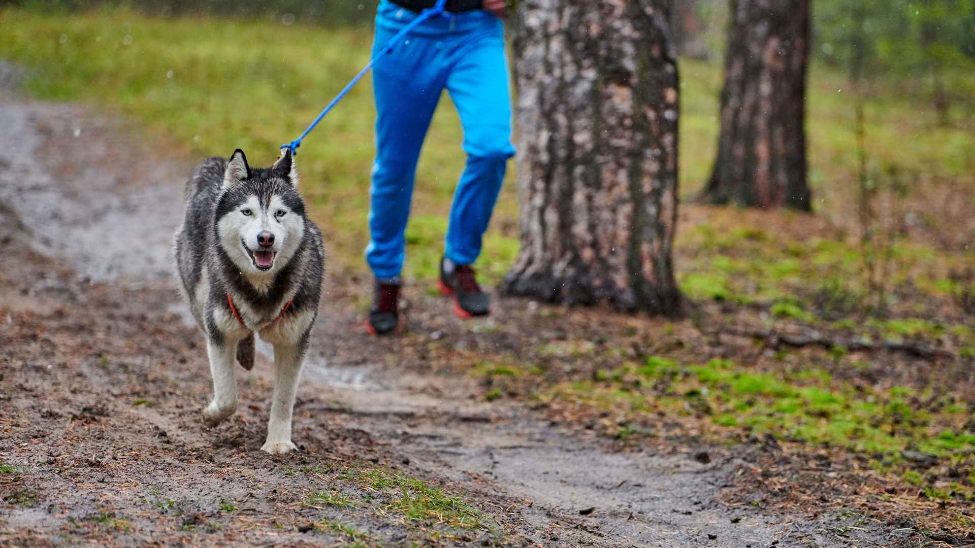 Best Dog Breeds for Runners