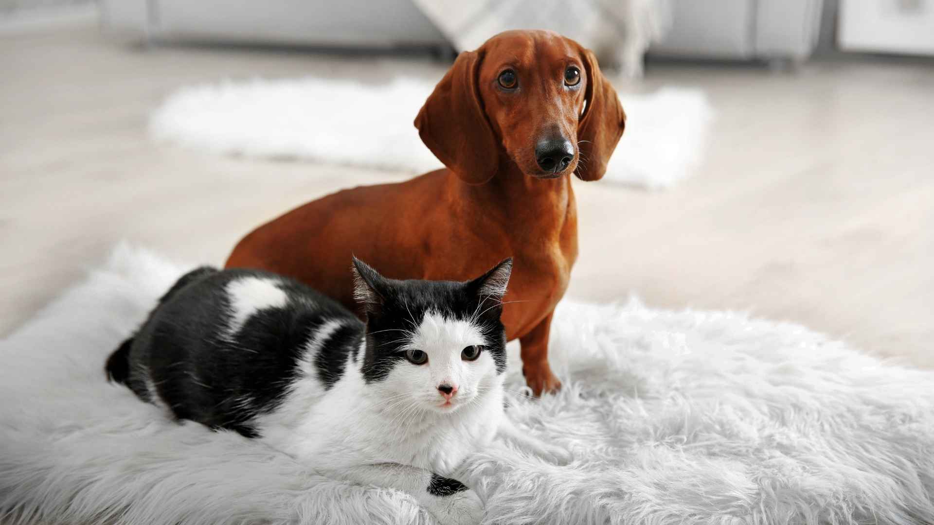 Best Dog Breeds that Get Along with Cats You Can Own