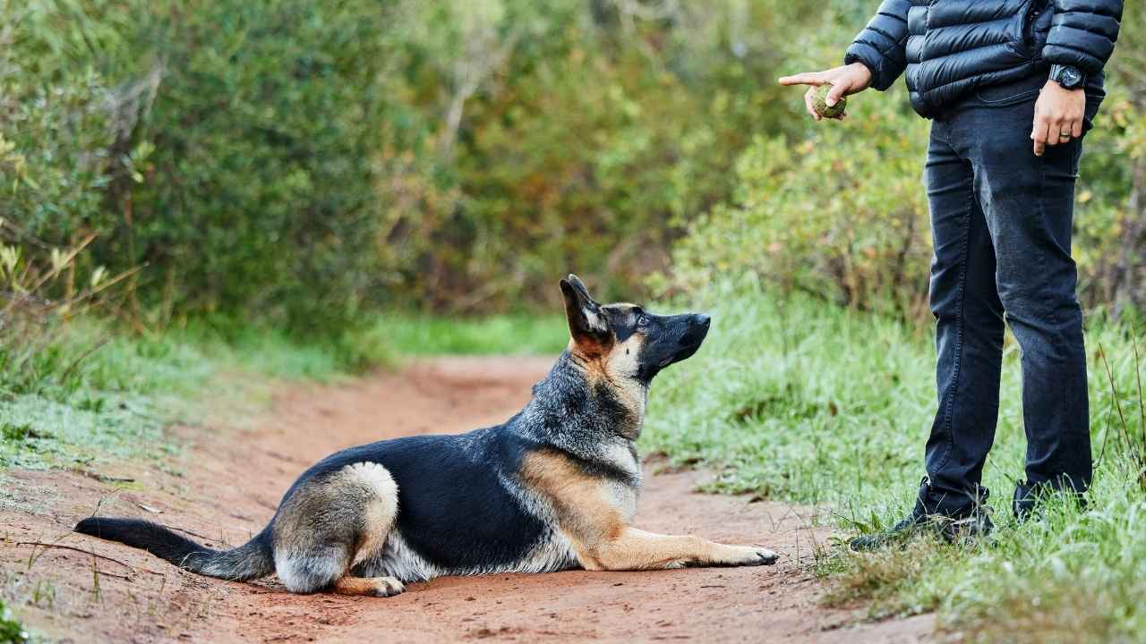 Best Guard Dog Breeds for Experienced Dog Owners 1