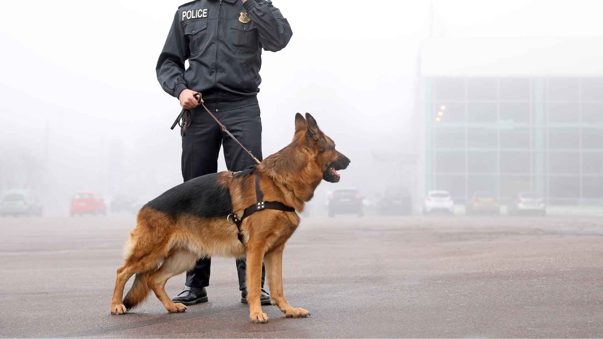 Best Guard Dog Breeds for Specialized Police Work and Security