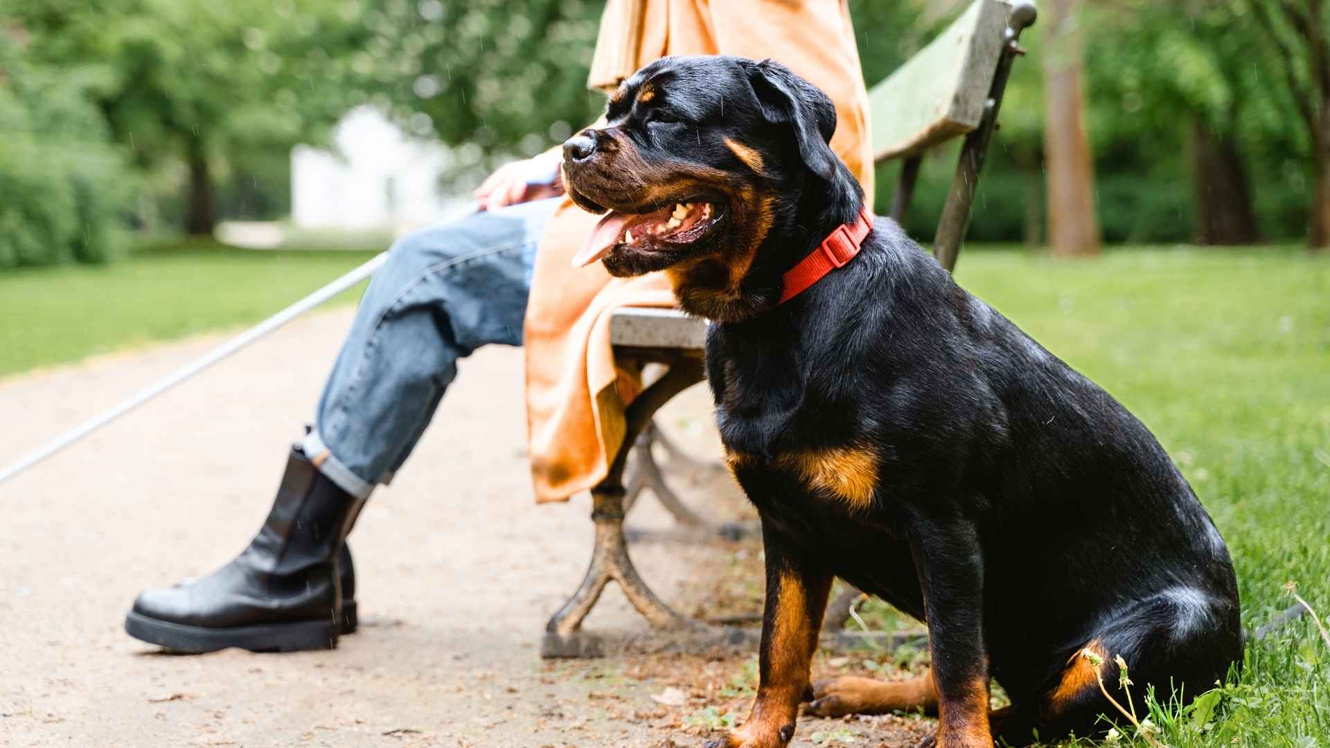 Best Guard Dog for First Time Owner