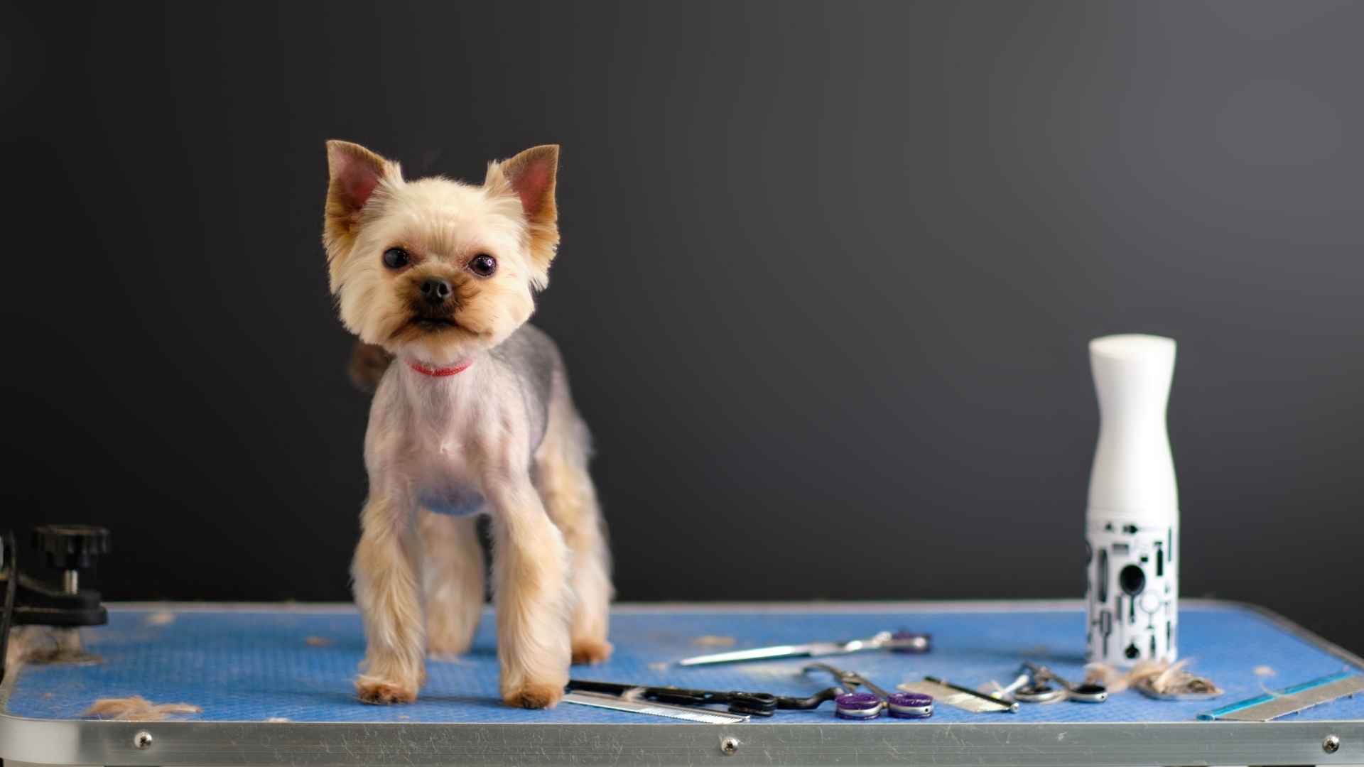 Best Small Short Haired Dog Breeds for Easy Grooming