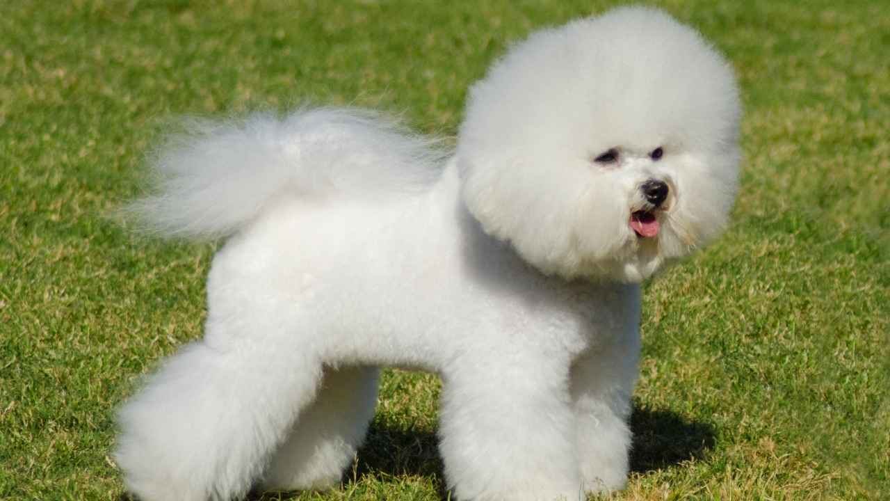 Bichon Frise