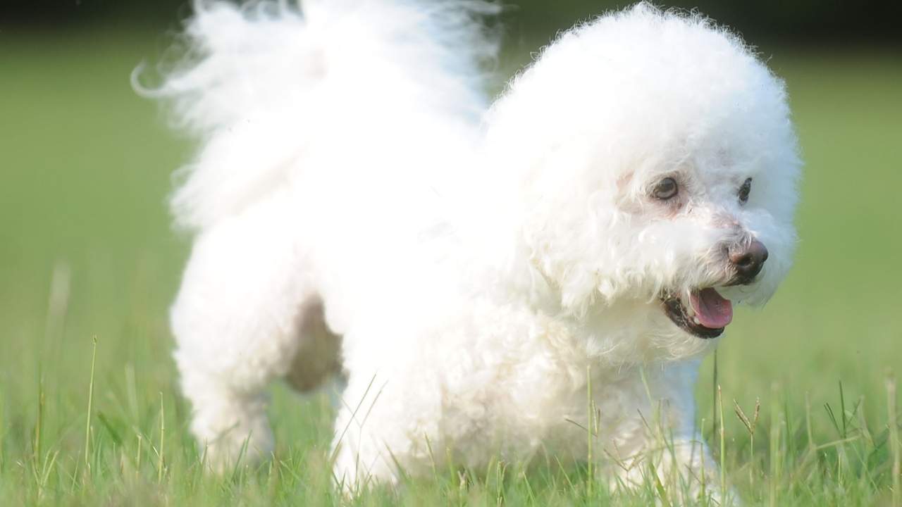 Bichon Frise