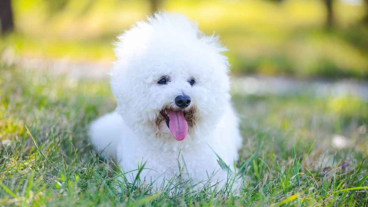 Bichon Frise