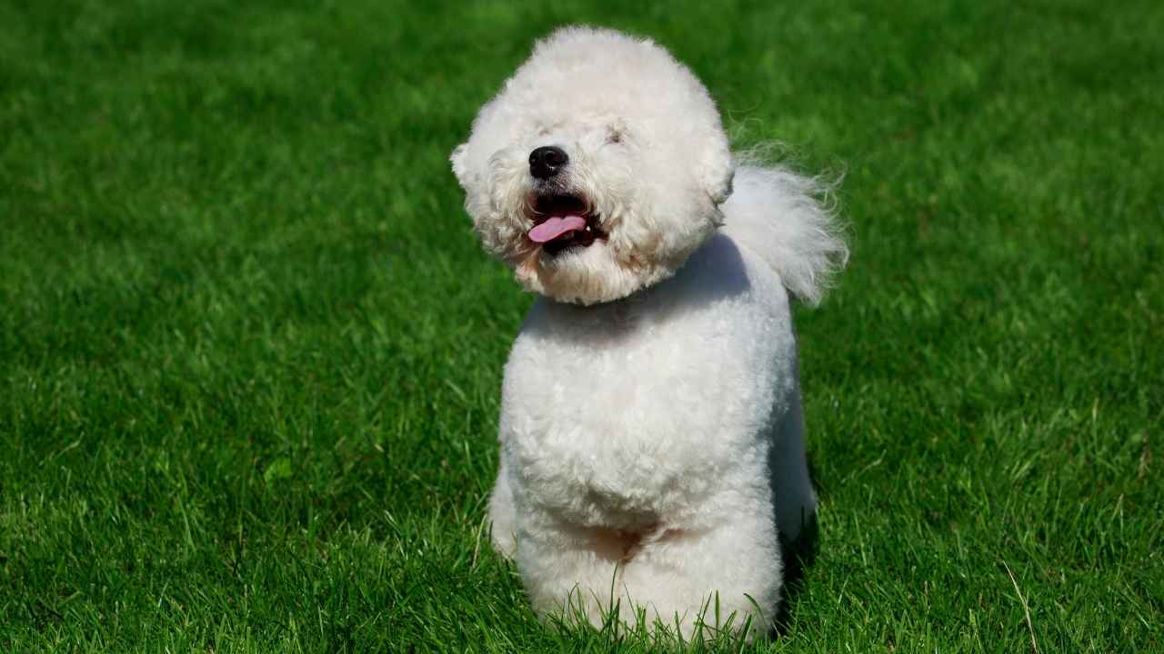 Bichon Frise