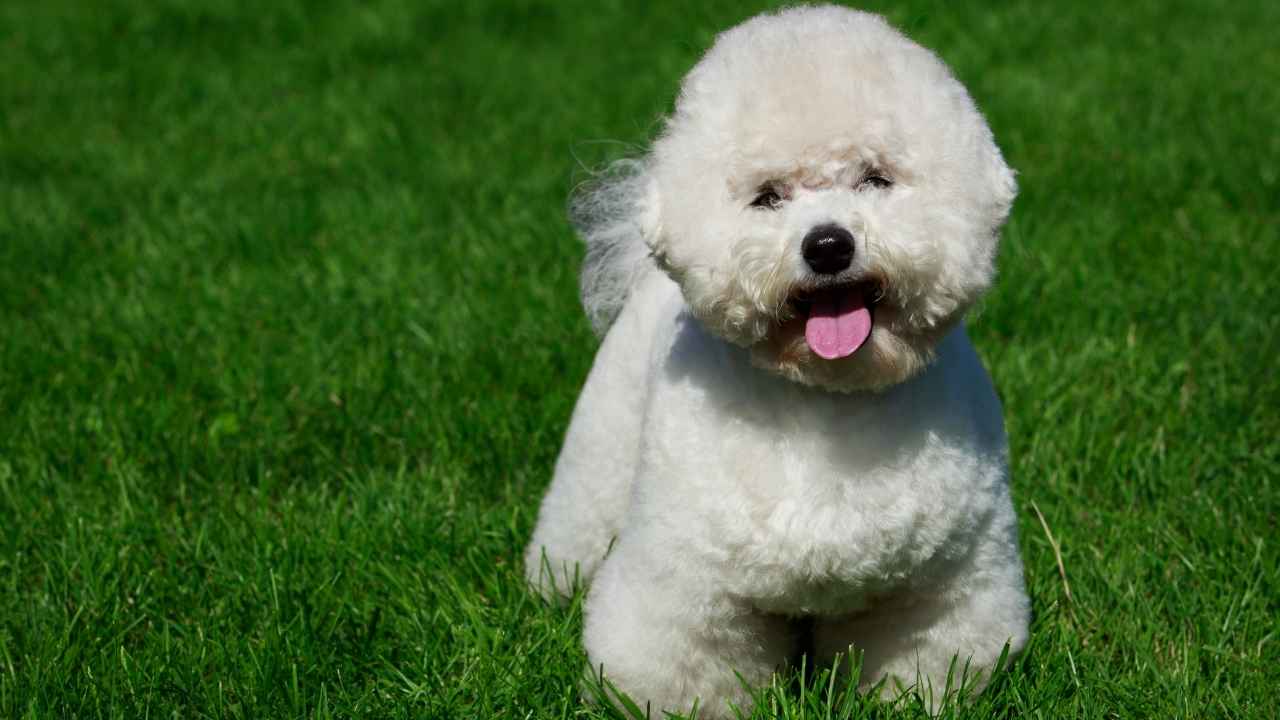 Bichon Frise