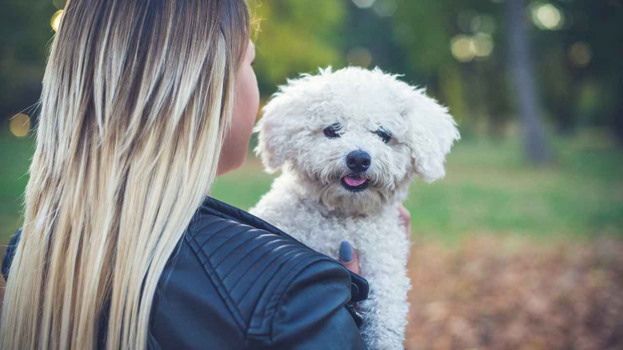 Bichon Frise