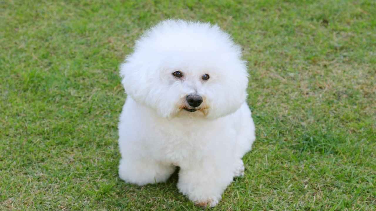 Bichon Frise