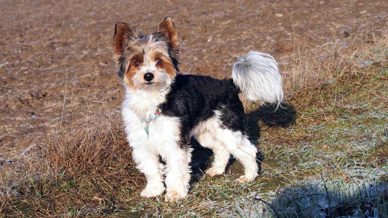 Biewer Terrier