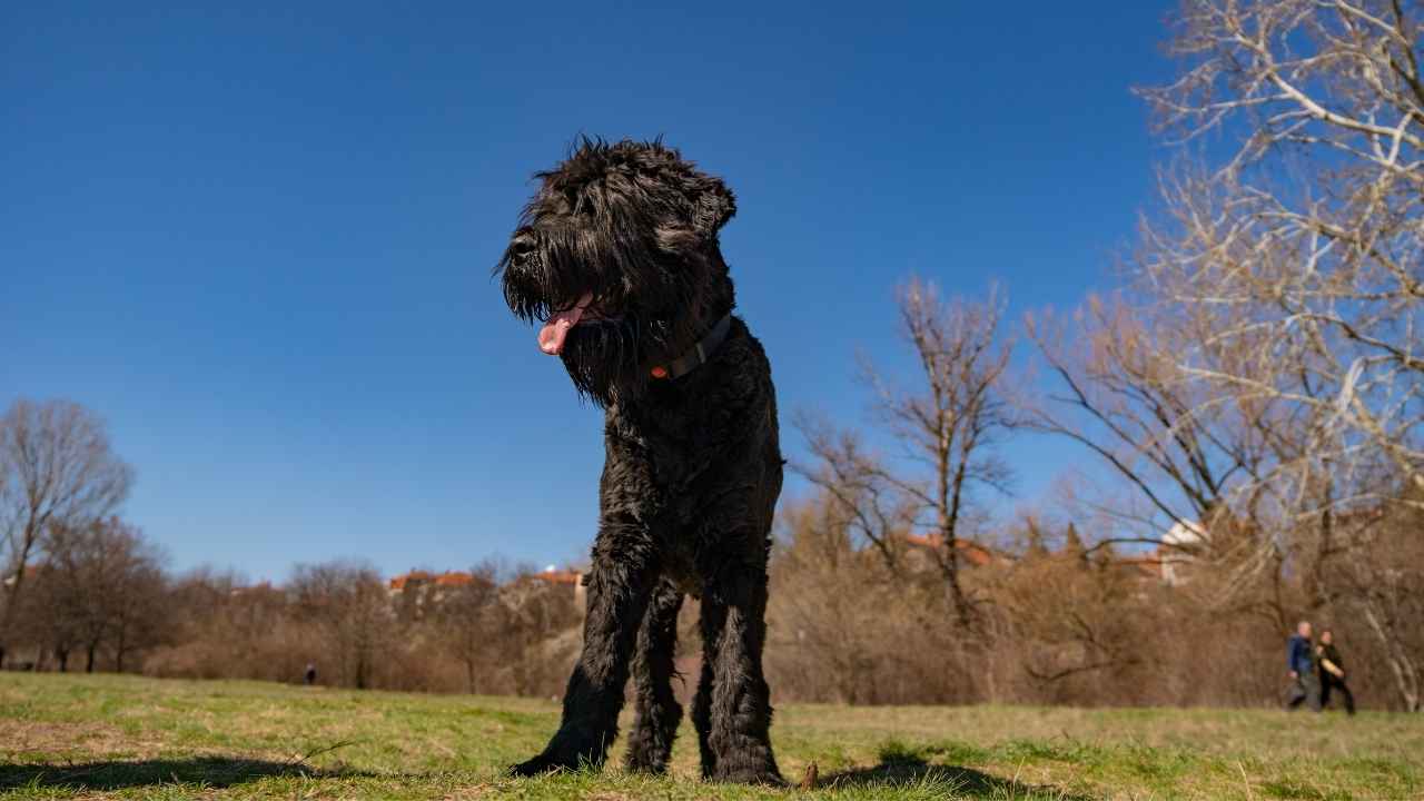 Black Russian Terrier