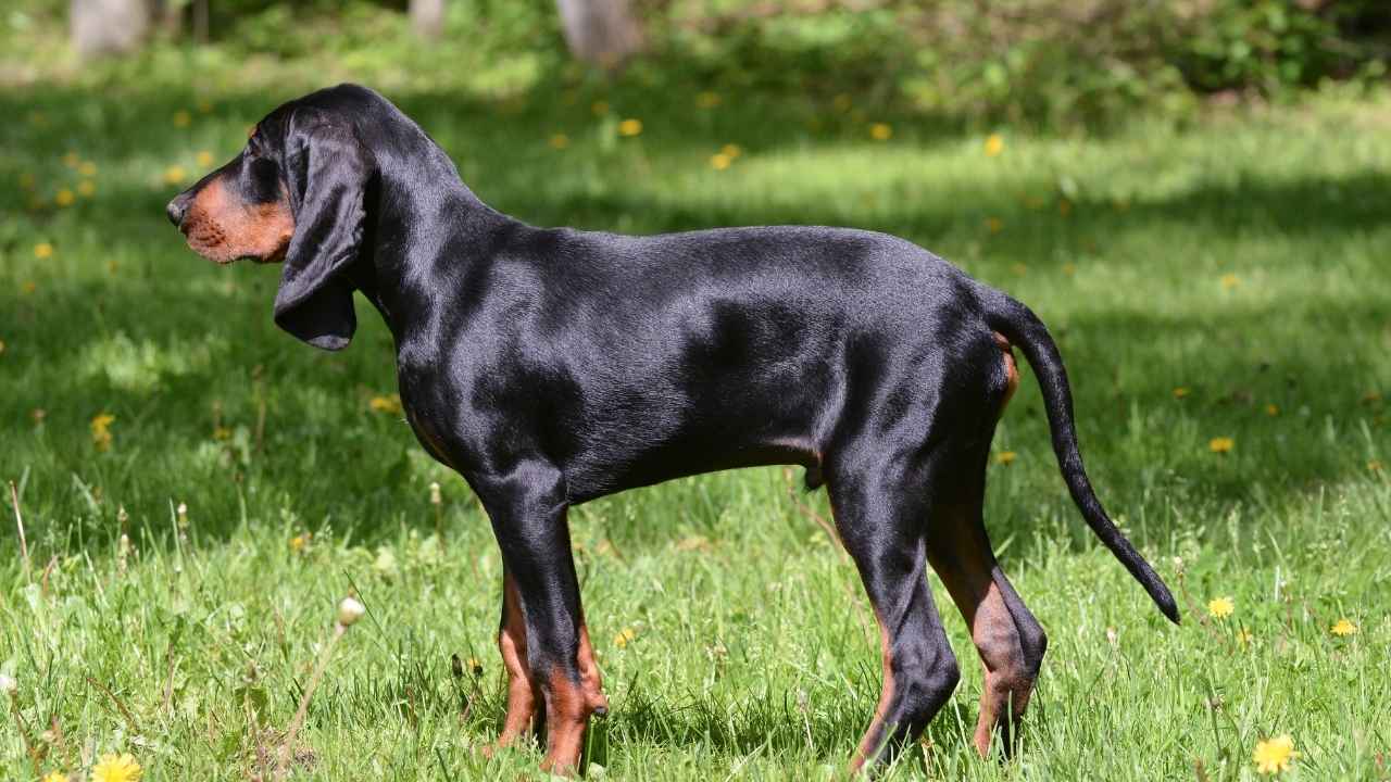 Black and Tan Coonhound