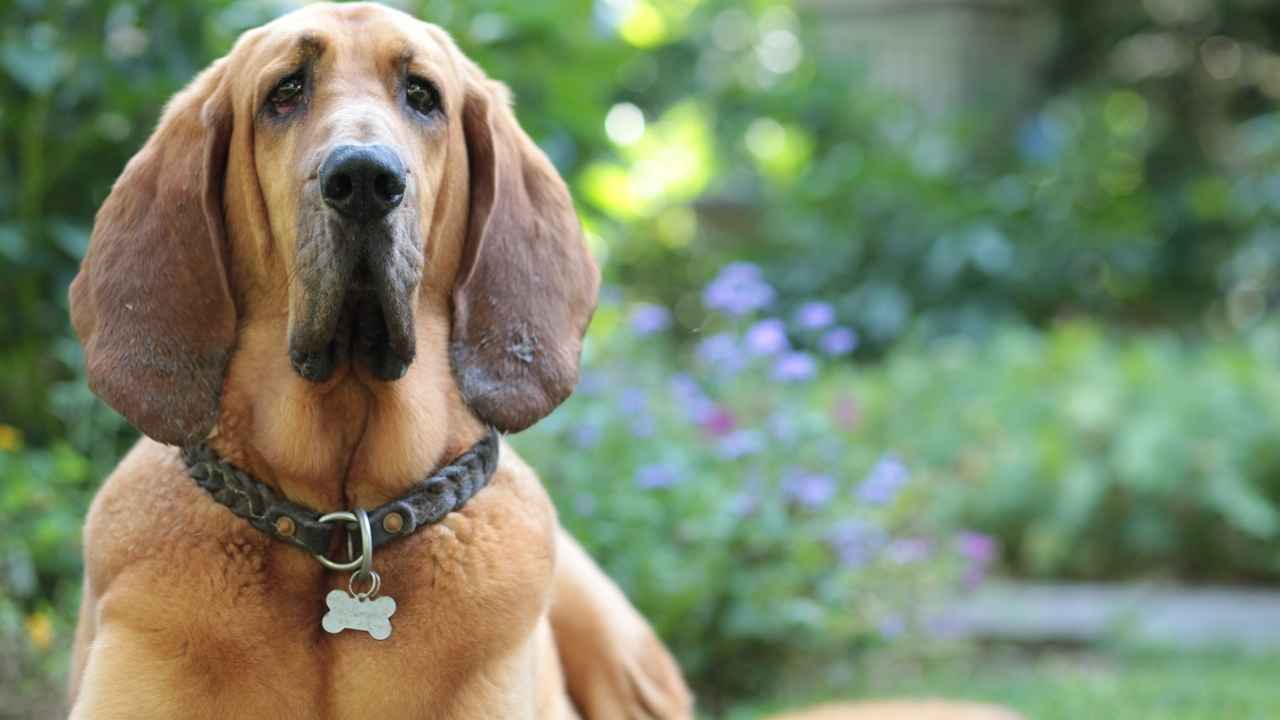 Bloodhound