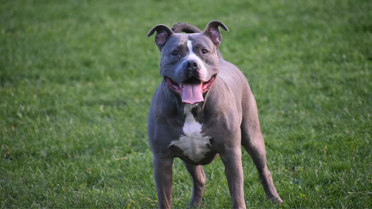 Blue Nose Pitbull Terrier