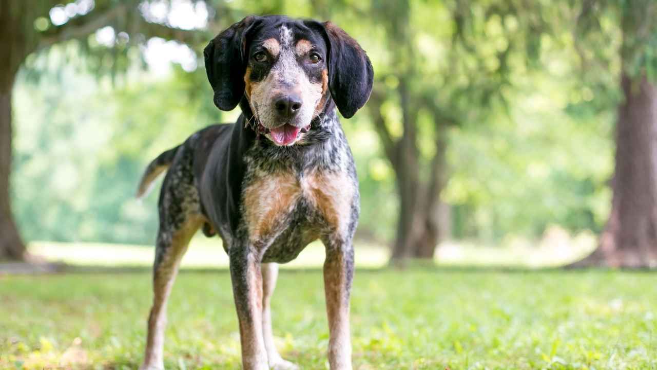 Bluetick Coonhound