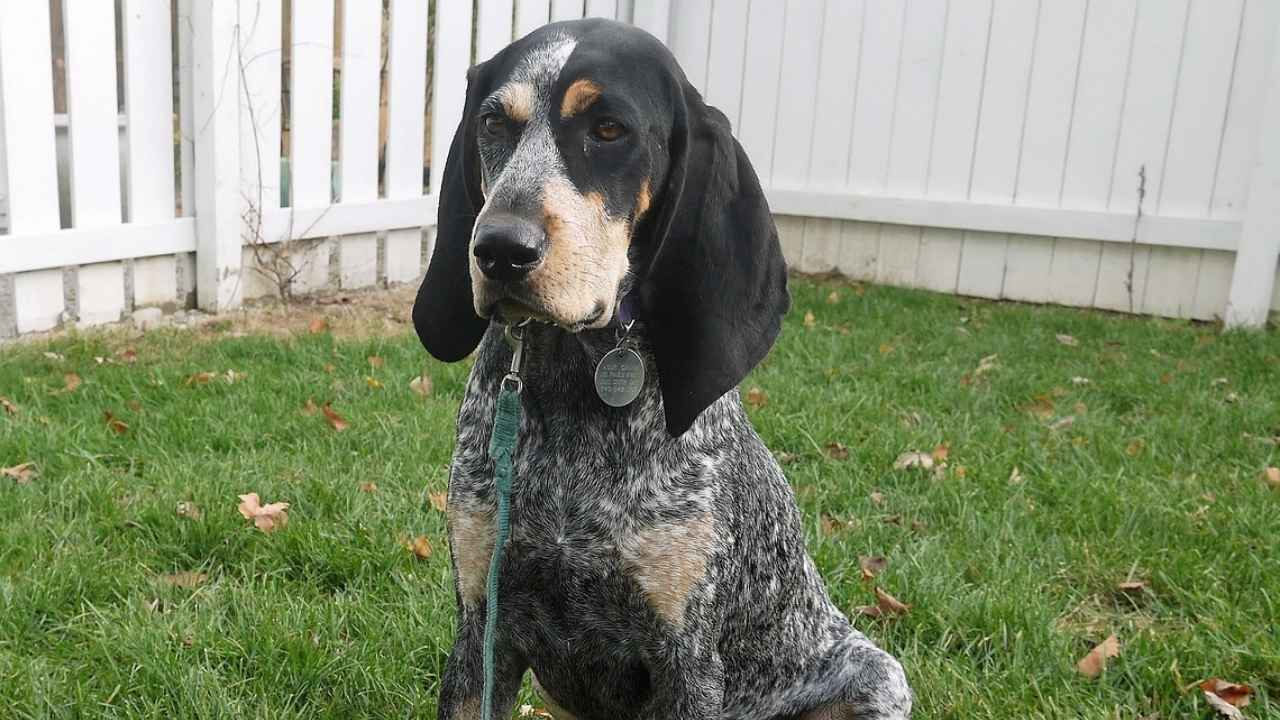 Bluetick Coonhound