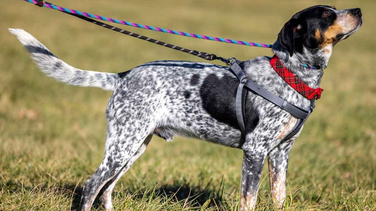 Bluetick Coonhound