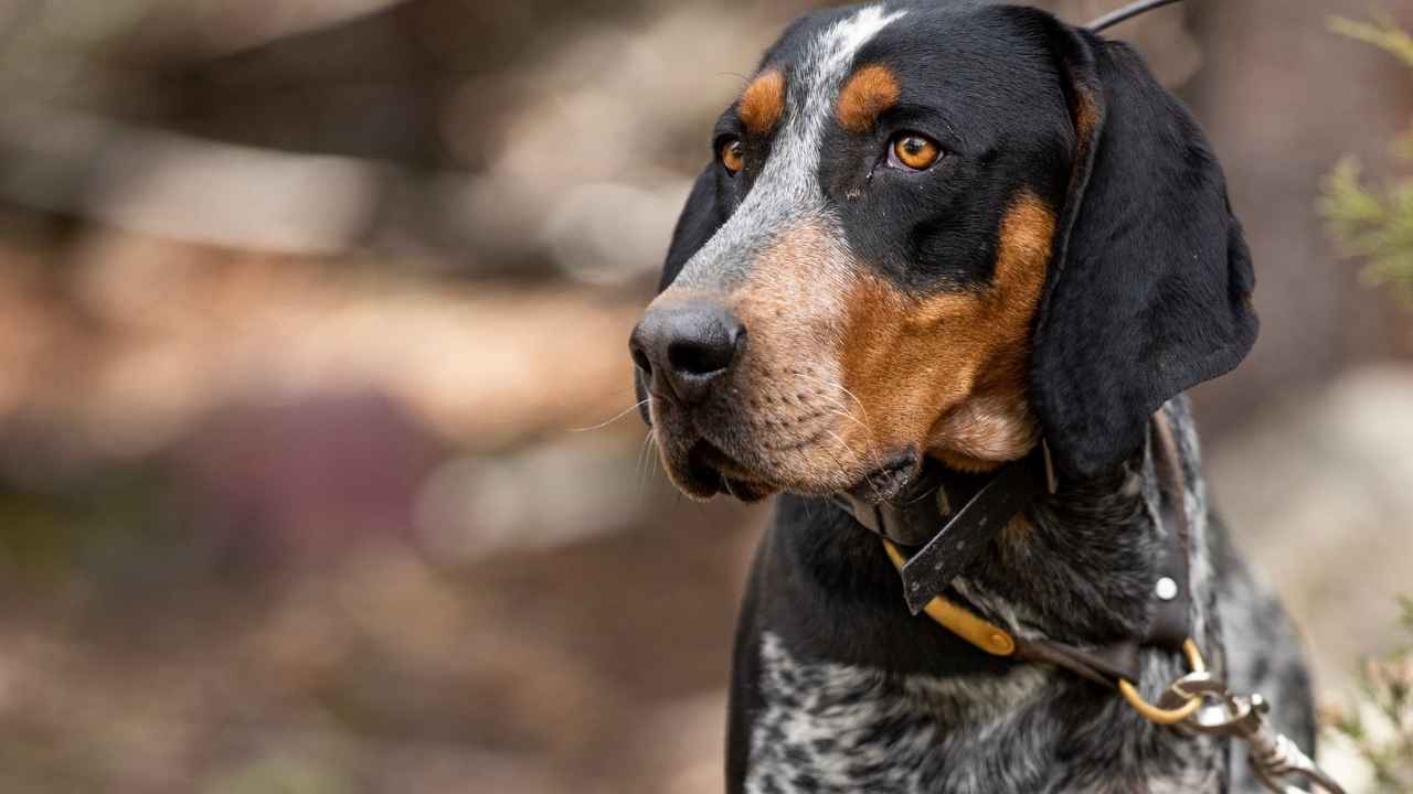 Bluetick Coonhound