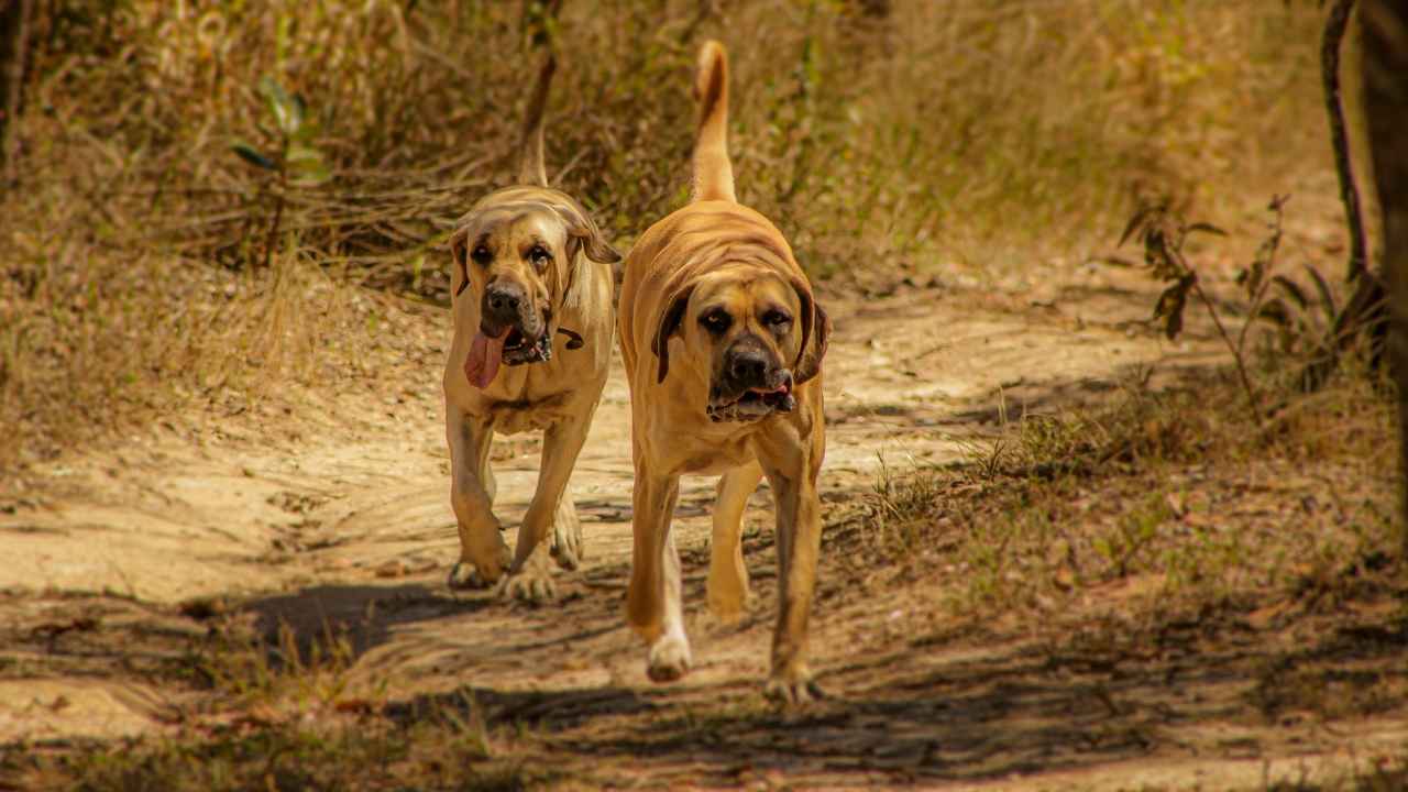 Boerboel